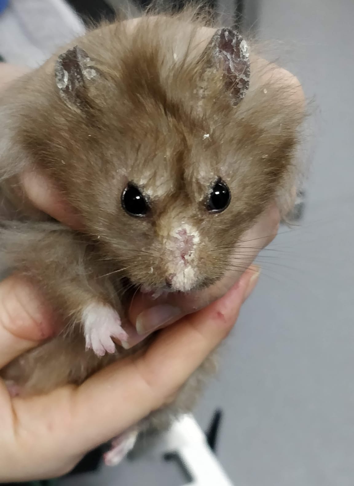 Long haired best sale hamster care